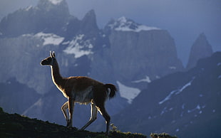 photography of llama near mountains during day time HD wallpaper